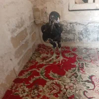 ۶تا‌جوجه‌لاری‌اصیل