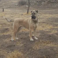 ماده سرابی|سگ|قره پشتلو, |دیوار