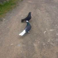 زاغ