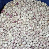 لوبیا چیتی دست چین