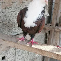 کبوتر کربلایی