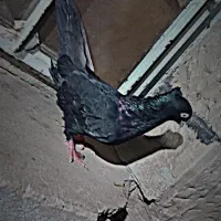کبوتر زاغ|پرنده|مسجد سلیمان, |دیوار