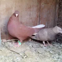 کبوتر دمسفید|پرنده|لنجان, |دیوار