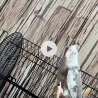 عروس هلندی نر گم شده شیرینی برای یابنده|حیوانات|قائمشهر, |دیوار