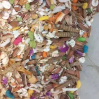 مخلوط غذای کاسکو مرغ سخنگو و پرندگان زیبا