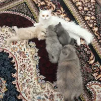 توله گربه پرشین