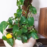 گل و گیاه|گل و گیاه طبیعی|اصفهان, صدف|دیوار