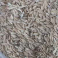 فروش هوروش یا گندم نیم دانه