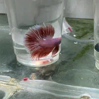 فایتر خاص پلاکت سامورایی و هافمون و..مخصوص تکثیر|ماهی|مشهد, کوی راد|دیوار