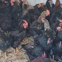 خروس سیاه مرغ چشمونظر رفع بلاارسال باقصاب رای گان|حیوانات مزرعه|قم, نیروگاه|دیوار