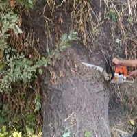 خریدار درخت|خدمات باغبانی و درختکاری|صوفیان, |دیوار