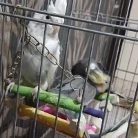 جفت عروس به همراه ۴ جوجه دون خور فقط ۵ میلیون