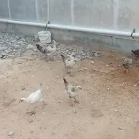 خروس و جوجه|حیوانات مزرعه|گمیشان, |دیوار