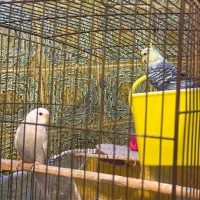 مرغ عشق انگلیسی