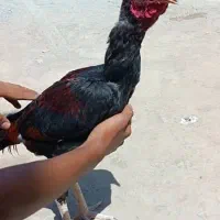 خروس و مرغ اصیل