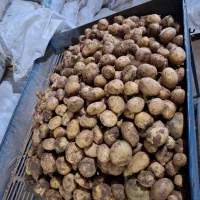 فروش بذرسیب زمینی|گل و گیاه طبیعی|اردبیل, |دیوار