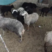10تا بره افشاری