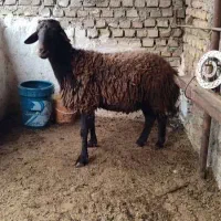فروش ۸ راس گوسفند نر و ماده همو|حیوانات مزرعه|جلین, |دیوار