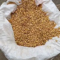 گندم|عمده‌فروشی|مهربان, |دیوار