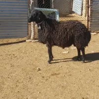 قوچ|حیوانات مزرعه|سلطانیه, |دیوار