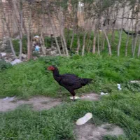 مرغ لاری