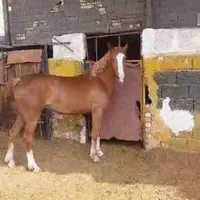 اسب کرد|اسب و تجهیزات اسب‌سواری|اصفهان, خوراسگان|دیوار