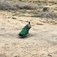 فروش پراید مدل ۱۴۱