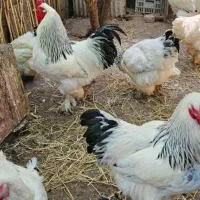 جوجه یک روزه تخم نطفه دار برهما ابریشمی و لهستانی