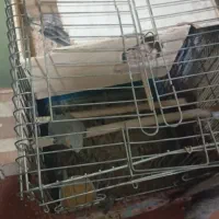 عروس هلندی جفت مولد