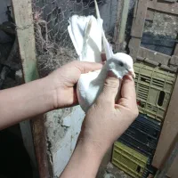 سه. عدد. کفتر