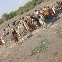 بز داشتی|حیوانات مزرعه|میناب, |دیوار