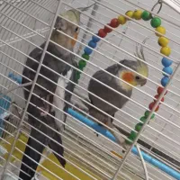 دوتا طوطی عروس نر|پرنده|رشت, سیا اسطلخ|دیوار