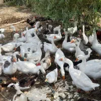 غاز و قو غاز|حیوانات مزرعه|رشت, گلسار|دیوار