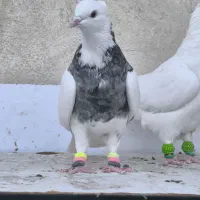 جفت طوقی ماده