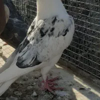 دوکت