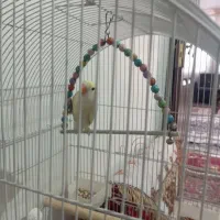 کوتوله ۴رنگ|پرنده|مشهد, اروند|دیوار