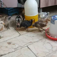 جوجه های گلین گردن لختی و برهما درهم