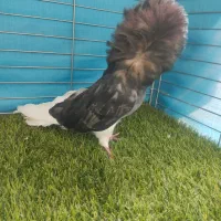 ماده شامپیون