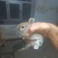 بچه خرگوش