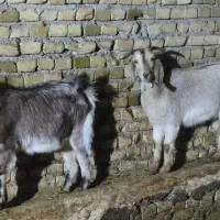 دو عدد بزغاله ماده|حیوانات مزرعه|خاوه, |دیوار