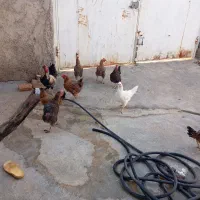 مرغ و خروس|حیوانات مزرعه|سوری, |دیوار