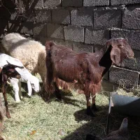 گوسفند|حیوانات مزرعه|بم, |دیوار