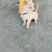 سگ تربیت شده|سگ|پاکدشت, پاکدشت (مامازند)|دیوار