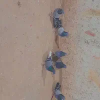 کبوتر پر|پرنده|بروجن, |دیوار