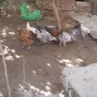 مرغ جوجه