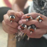 سهره نر|پرنده|پارسآباد, |دیوار