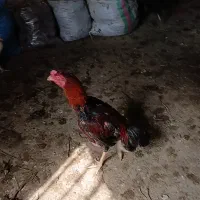 خروس لاری