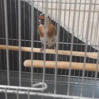 سهره نر قطعه دار خوشتیپ و استایل|پرنده|ارومیه, |دیوار