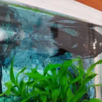 ماهی آنجل|ماهی|قروه, |دیوار