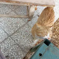 گربه اهلی|گربه|نجفآباد, ویلاشهر|دیوار